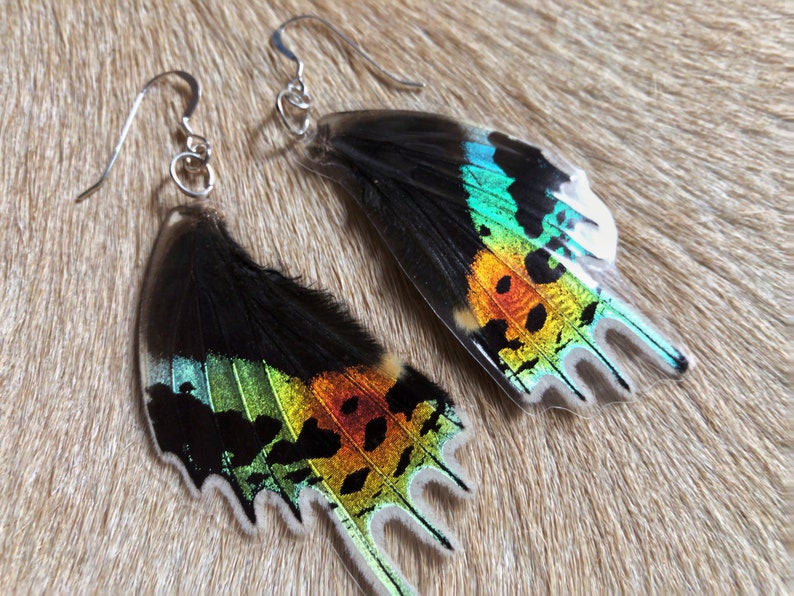 Real LAMINATED Butterfly Wings / Sunset Moth / Specimen Jewelry / Taxidermy Jewelry / Real Moth / Insect Wings / Geekery / Entomology image 3