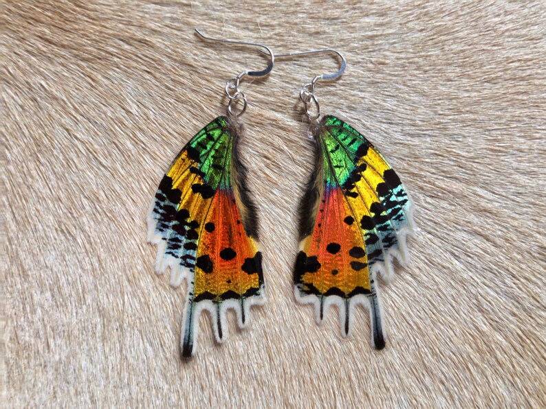 Real LAMINATED Butterfly Wings / Sunset Moth / Specimen Jewelry / Taxidermy Jewelry / Real Moth / Insect Wings / Geekery / Entomology image 1