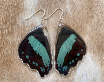 Butterfly Earrings, Real Butterfly Jewelry, Green Swallowtail, Natural History Specimen, Taxidermy Display, Insect Art, Nature Lover
