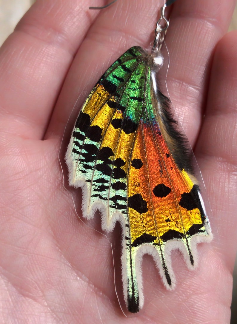 Real LAMINATED Butterfly Wings / Sunset Moth / Specimen Jewelry / Taxidermy Jewelry / Real Moth / Insect Wings / Geekery / Entomology image 8