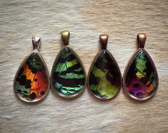 Custom Real Butterfly Necklace / Specimen Jewelry / Real Insect Jewelry / Sunset Moth Pendant / Taxidermy Necklace / Entomology