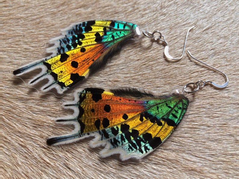 Real LAMINATED Butterfly Wings / Sunset Moth / Specimen Jewelry / Taxidermy Jewelry / Real Moth / Insect Wings / Geekery / Entomology image 5