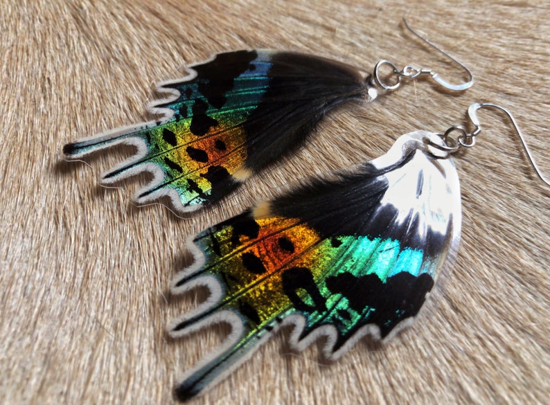 Real LAMINATED Butterfly Wings / Sunset Moth / Specimen Jewelry / Taxidermy Jewelry / Real Moth / Insect Wings / Geekery / Entomology image 4