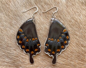 Real Spicebush Swallowtail Wing Earrings, Butterfly Jewelry, Natural History Specimen Display, Taxidermy Insect Art, Nature Lover, Garden