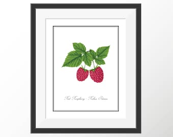 Red Raspberry Raspberries Botanical Prints Art Kitchen Prints Art Decor Garden Art Plant Fruit Art Kitchen Wall Art Decor