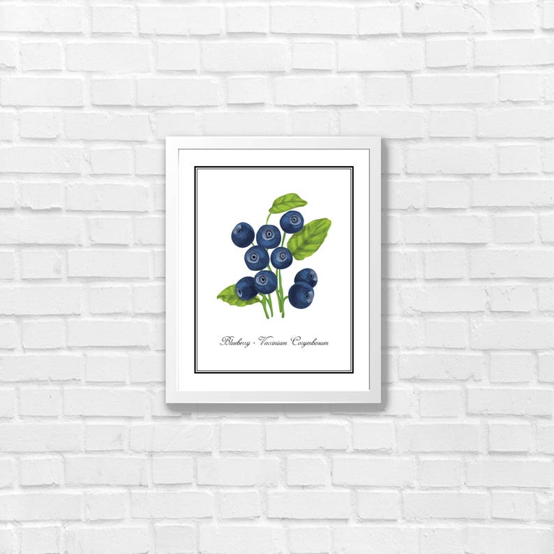 Blueberry Blueberries Kitchen Decor Kitchen Art Kitchen Prints