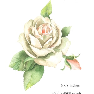 Watercolor digital print with roses, Poster PNG, Digital illustration, Ukrainian drawing, Roses, Ukraine clipart