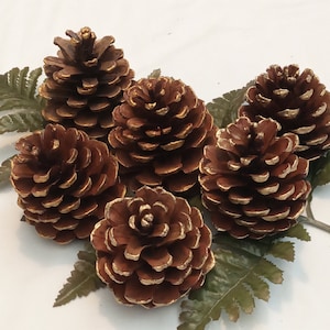 May include: Six brown pine cones with gold accents. The pine cones are arranged on a green leafy surface.