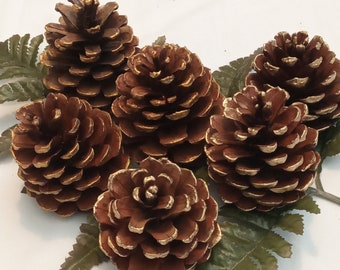 Gold-Tip Scented Ponderosa Pinecones