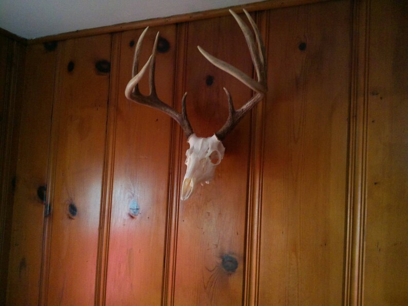 Rustic decor Deer KRENEK SKULL BRACKET Hunters Hogs 6- European Skull Mount Hanger Brackets and Man Cave Taxidermist Etc
