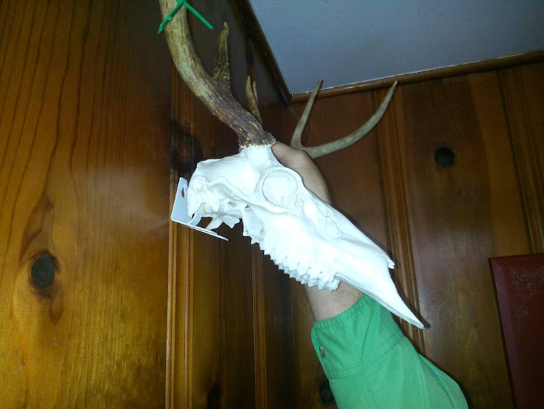 Rustic decor Deer KRENEK SKULL BRACKET Hunters Hogs 6- European Skull Mount Hanger Brackets and Man Cave Taxidermist Etc