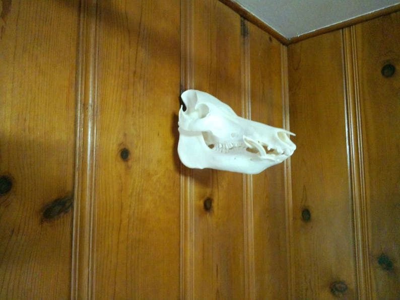 Rustic decor Deer KRENEK SKULL BRACKET Hunters Hogs 6- European Skull Mount Hanger Brackets and Man Cave Taxidermist Etc