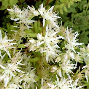 Sedum Cliff Fetthenne Sedum Glaucophyllum 500 Samen