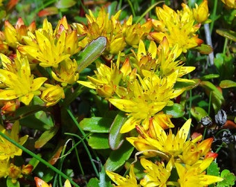 Sedum Russian Stonecrop Sedum Kamtschaticum 500 Seeds