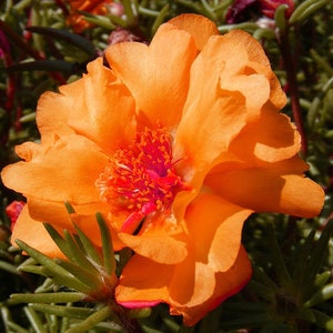 Moosrose Orange Portulaca Grandiflora 1.250 Samen