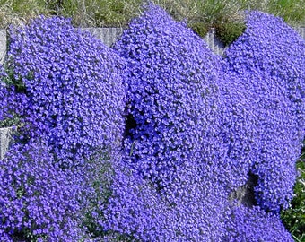 Aubrieta Rock Cress Cascade Blue Aubrieta Hybrida Superbissima 250 Graines