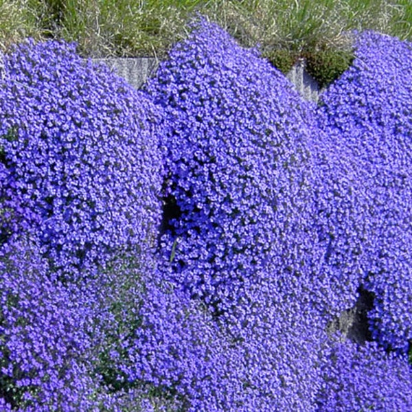Aubrieta Rock Cress Cascade Blue Aubrieta Hybrida Superbissima 250 Samen
