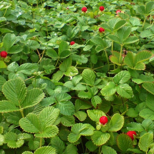 Strawberry Indian Duchesnea Indica Tuttifrutti 1,000 Seeds