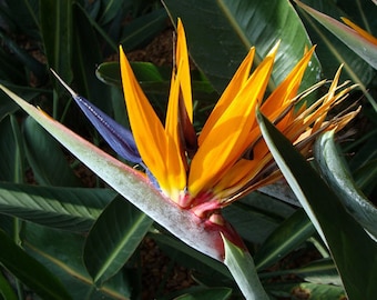 ストレリチア・レギネ - オレンジ色の極楽鳥花の種子 - Etsy 日本