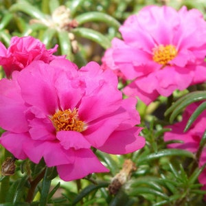 Moos Rose rosa Portulaca Grandiflora 1.250 Samen