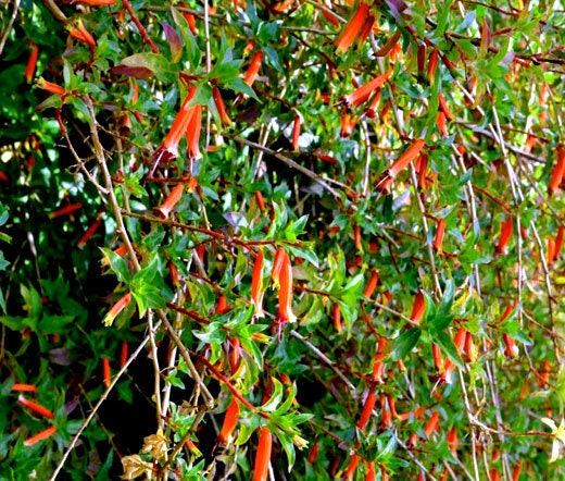 Cigar Plant Mix Cuphea Ignea Coan 100 Seeds