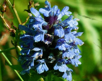 Prunella Self Heal Light Blue Prunella Grandiflora 125 Seeds