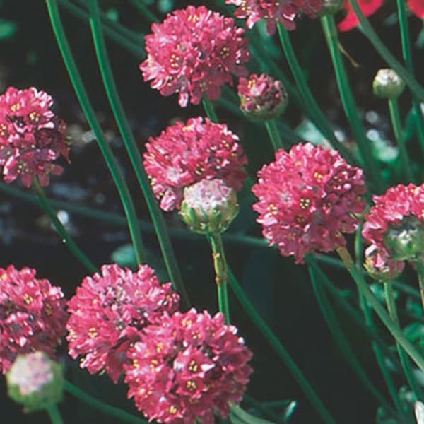 Armeria Joystick Mix Armeria Maritima 100 Seeds