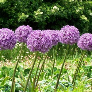 Ornamental Onion Allium Aflatunense 50 Seeds