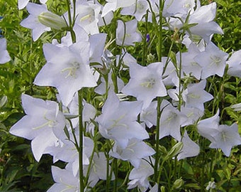 Bellflower Willow Peach-Leaved White Campanula Persicifolia 500 Seeds