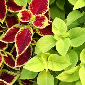 Coleus Under The Sun Fuseables Solenostemon Scutellarioides 20 Seeds