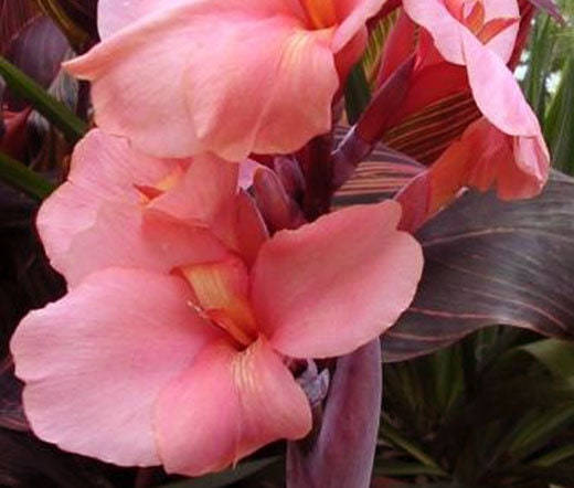 Pink Sunburst Canna Lily - Canna x generalis 'Pink Sunburst', Rare Plant  Seeds