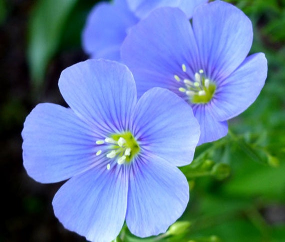 Graines Lin Vivace Bleu - Linum Perenne - 150 Graines - Massifs Bordures - Le Grenier D'Abondance