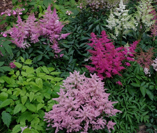 Astilbe Bunter Mix Astilbe Arendsii 25 Seeds
