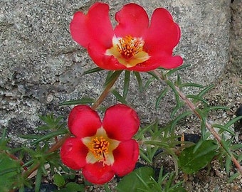 Purslane Toucan Scarlet Shades Portulaca Oleracea 50 Seeds