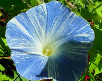 Morning Glory Flying Saucers Ipomoea Tricolor 250 Seeds