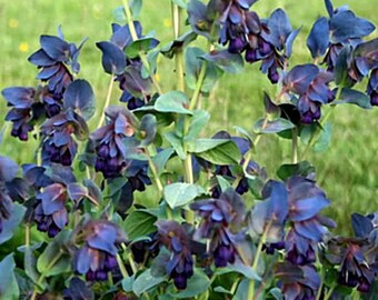 Honeywort Seeds Cerinthe Major Flower Seeds 100 Seeds - Etsy