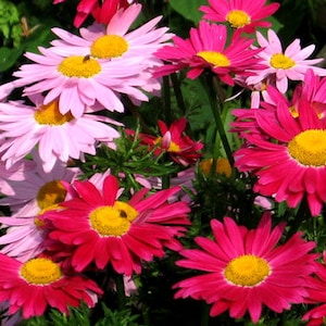 Pyrethrum Robinson&#39;s Mix Chrysanthemum Coccineum 500 Seeds