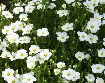 Arenaria Mountain Sandwort Arenaria Montana 500 Seeds