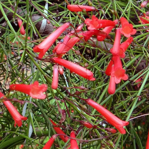 Cigar Plant Scarlet Cuphea Ignea Coan 100 Seeds