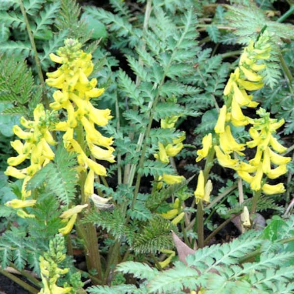 Corydalis Ferny Corydalis Cheilanthifolia 50 Seeds