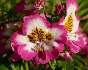 Butterfly Flower Schizanthus x Wisetonensis Angel Wings 500 Seeds