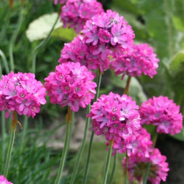 Armeria Sea Pink Armeria Maritima Splendens 250 Seeds