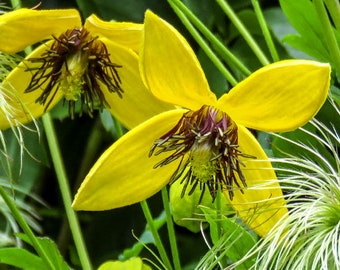 Clematis Golden Clematis Tangutica Aztek 125 Seeds