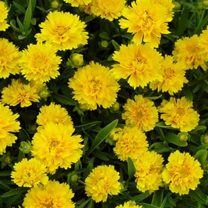 Coreopsis frühen Sonnenaufgang Coreopsis Grandiflora 100 Samen