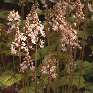 Schaumblume Tiarella Whirryi 250 Samen