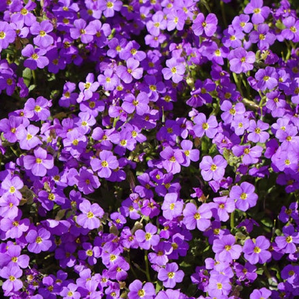 Aubrieta Gänsekresse Lila Aubrieta Hybrida Hendersonii 500 Samen