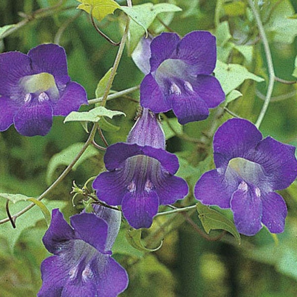 Asarina Climbing Snapdragon Violet Asarina Scandens 100 Seeds