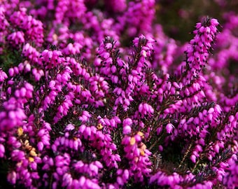 Calluna Scotch Heather Calluna Vulgaris 100 Seeds