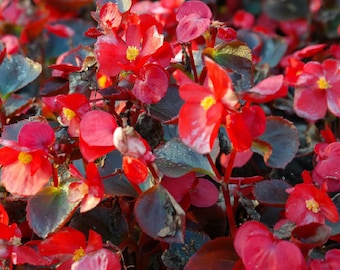 Begonia Wax Red Begonia Semperflorens 100 Seeds