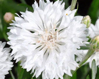 Cornflower White Dwarf Centaurea Cyanus 2,500 Seeds